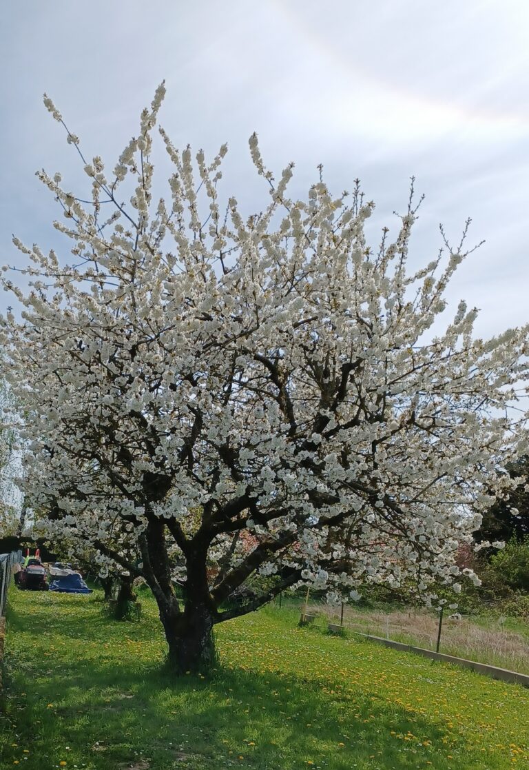 photo colligny printemps cerisier en fleur 2 20220419_131927